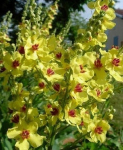 50+ Verbascum Temptress Flower Mix Flower Seeds-Verbascum Phoeniceum-- B175