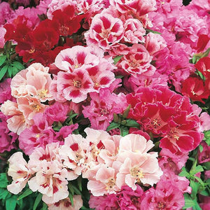 100 Pcs Godetia Grandiflora Monarch Mix Flower Seeds- Beautiful Clarkia Elegans-B169--Farewell to spring