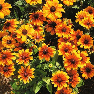 200+  Black Eyed Susan Mix Flower Seeds-Rubeckia Hirtia-Rustic dwarf Mix- Golden Coneflower-----B333