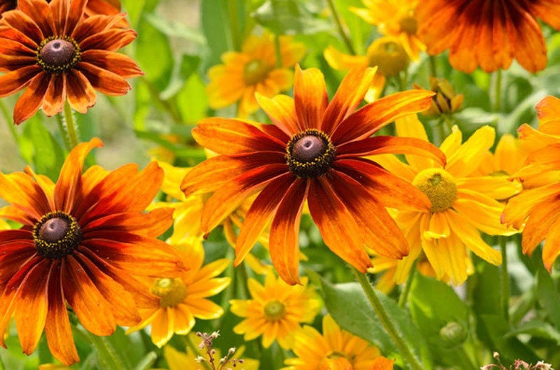 200+  Black Eyed Susan Mix Flower Seeds-Rubeckia Hirtia-Rustic dwarf Mix- Golden Coneflower-----B333