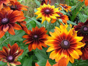 200+  Black Eyed Susan Mix Flower Seeds-Rubeckia Hirtia-Rustic dwarf Mix- Golden Coneflower-----B333