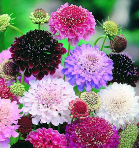 50+ Scabiosa Pincushion Imperial Giant Mix Flower Seeds-Beautiful Annual SCABIOSA ATROPURPUREA----B159