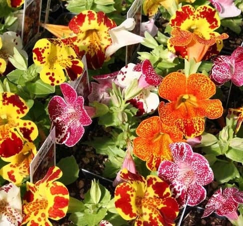 50+ Tiger Monkey Mix Flower Seeds- Angel Tiger Eye Flower- MIMULUS TIGRINUS---B121