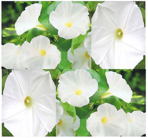 20+ Moonflower  Ipomoea Alba Seeds---B153