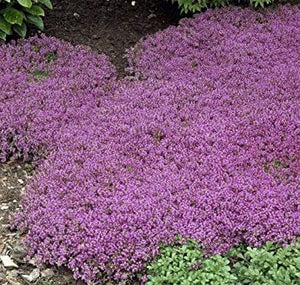 1000+ Creeping Thyme Seeds- Ground Cover Seeds-THYMUS SERPYLLUM- Magic Carpet- low maintenance drought resistant--B196