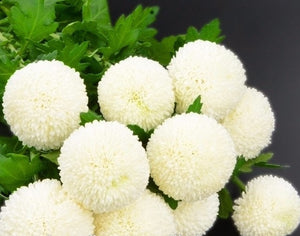 100+ Beautiful Blossom White Snowball Flower Seeds-Chrysanthemum Tanacetum Parthenium.------B134