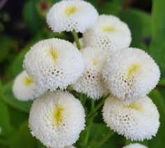 100+ Beautiful Blossom White Snowball Flower Seeds-Chrysanthemum Tanacetum Parthenium.------B134