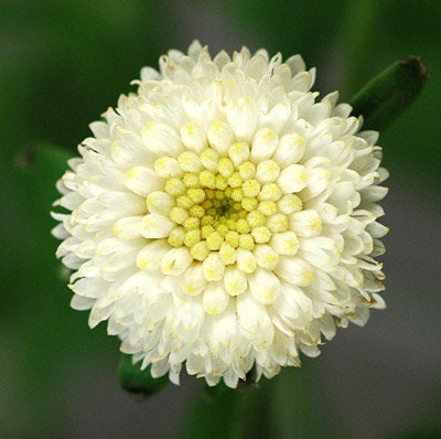 100+ Beautiful Blossom White Snowball Flower Seeds-Chrysanthemum Tanacetum Parthenium.------B134