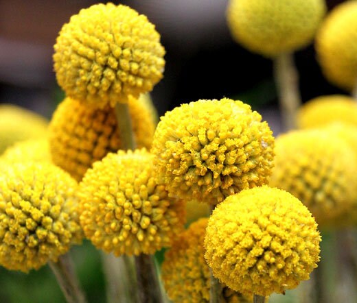 50+ Craspedia Globosa Billy Button Flower Seeds-B194