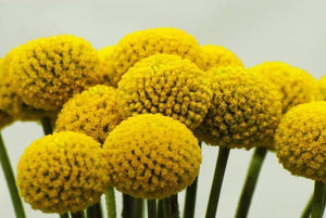 50+ Craspedia Globosa Billy Button Flower Seeds-B194