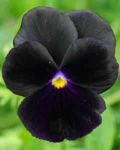 30+ Black Pansy Flower Seeds- Black Clear Crystals Viola Pansy Flower- Black Devil Pansy- VIOLA WITTROCKIANA---B126