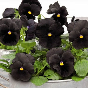 30+ Black Pansy Flower Seeds- Black Clear Crystals Viola Pansy Flower- Black Devil Pansy- VIOLA WITTROCKIANA---B126