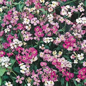 100+ Pcs Stocks Night  Flower Mix Seeds-Scented Matthiola Bicornis-MATTHIOLA LONGIPETALA-B315