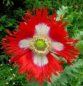 100+ Poppy Danish Flag Flower Seeds-PAPAVAR SOMIFERUM---B185