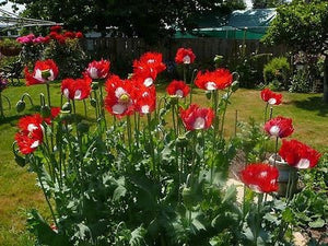 100+ Poppy Danish Flag Flower Seeds-PAPAVAR SOMIFERUM---B185