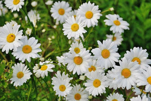 100+ Pcs Shasta Daisy- Alaska Flower Seeds-C.X SUPERBUM- Perennial Flower---B310-Chrysanthemum Maximum Shasta Daisy