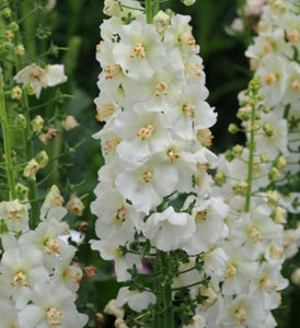 50+ Verbascum Temptress Flower Mix Flower Seeds-Verbascum Phoeniceum-- B175