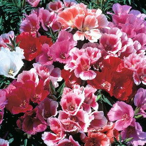 100 Pcs Godetia Grandiflora Monarch Mix Flower Seeds- Beautiful Clarkia Elegans-B169--Farewell to spring