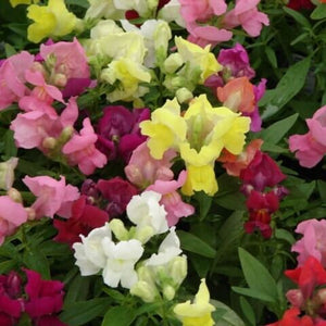 200 Pcs Dwarf Snapdragon Flower Seeds-Montego Mix Color Flower Seeds- Annual for sun-Antirrhinum Majus Nanum---B162