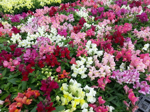 200 Pcs Dwarf Snapdragon Flower Seeds-Montego Mix Color Flower Seeds- Annual for sun-Antirrhinum Majus Nanum---B162