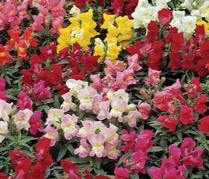 100 Pcs Dwarf Snapdragon Flower Seeds-- Montego Mix-Magic Carpet- Annual for sun-Antirrhinum Majus Nanum---B362