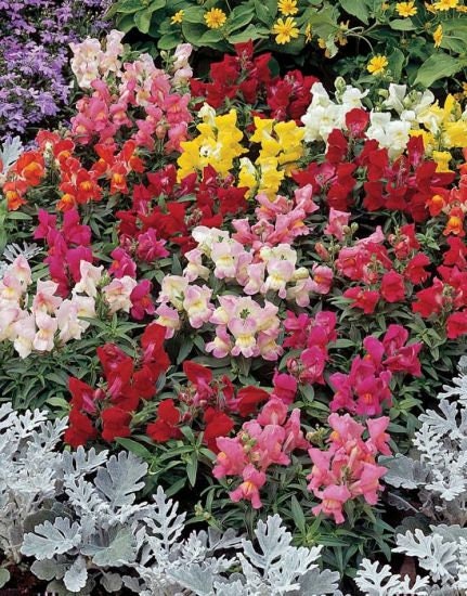 200 Pcs Dwarf Snapdragon Flower Seeds-Montego Mix Color Flower Seeds- Annual for sun-Antirrhinum Majus Nanum---B162