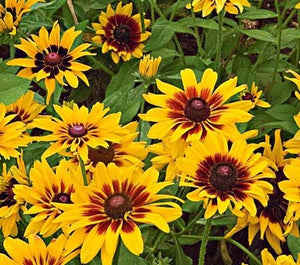 200+  Black Eyed Susan Mix Flower Seeds-Rubeckia Hirtia-Rustic dwarf Mix- Golden Coneflower-----B333