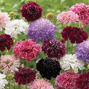 50+ Scabiosa Pincushion Imperial Giant Mix Flower Seeds-Beautiful Annual SCABIOSA ATROPURPUREA----B159