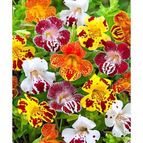 50+ Tiger Monkey Mix Flower Seeds- Angel Tiger Eye Flower- MIMULUS TIGRINUS---B121