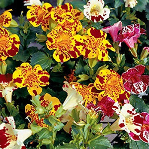 50+ Tiger Monkey Mix Flower Seeds- Angel Tiger Eye Flower- MIMULUS TIGRINUS---B121