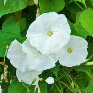 20+ Moonflower  Ipomoea Alba Seeds---B153