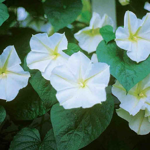 20+ Moonflower  Ipomoea Alba Seeds---B153