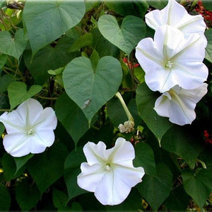 20+ Moonflower  Ipomoea Alba Seeds---B153