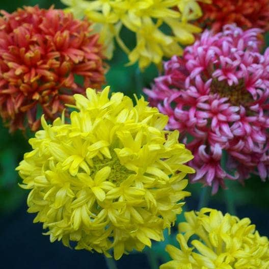 100+ Pcs Gaillardia Pulchella Double Mix Flower Seeds-Indian Blanket-Gaillardia Picta annual Flower---B156