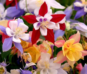 100+ Columbine Mckana's Giant Mix Flower Seeds-AQUILEGIA MCKANA- Excellent Perennial---B141