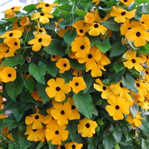 20+ Black Eyed Susan  Thunbergia Flower Seeds- Beautiful Annual Vine- Thunbergia Alata----B157