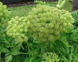 50+ Garden Angelica Flower Seeds, Wild Celery, Angelica Archangelica (Archangelica Officinalis)---B002