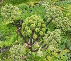 50+ Garden Angelica Flower Seeds, Wild Celery, Angelica Archangelica (Archangelica Officinalis)---B002