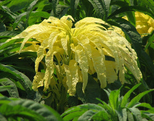 100+ Tricolor Amaranthus  Aurora Yellow Flower Seeds ---B387