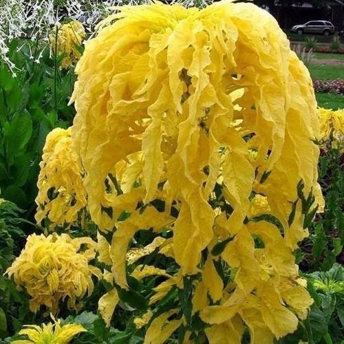 100+ Tricolor Amaranthus  Aurora Yellow Flower Seeds ---B387