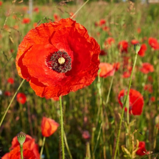 500+  Poppy Red Corn Flower Seeds-PAPAVER RHOEAS-B313