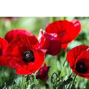 500+  Poppy Red Corn Flower Seeds-PAPAVER RHOEAS-B313