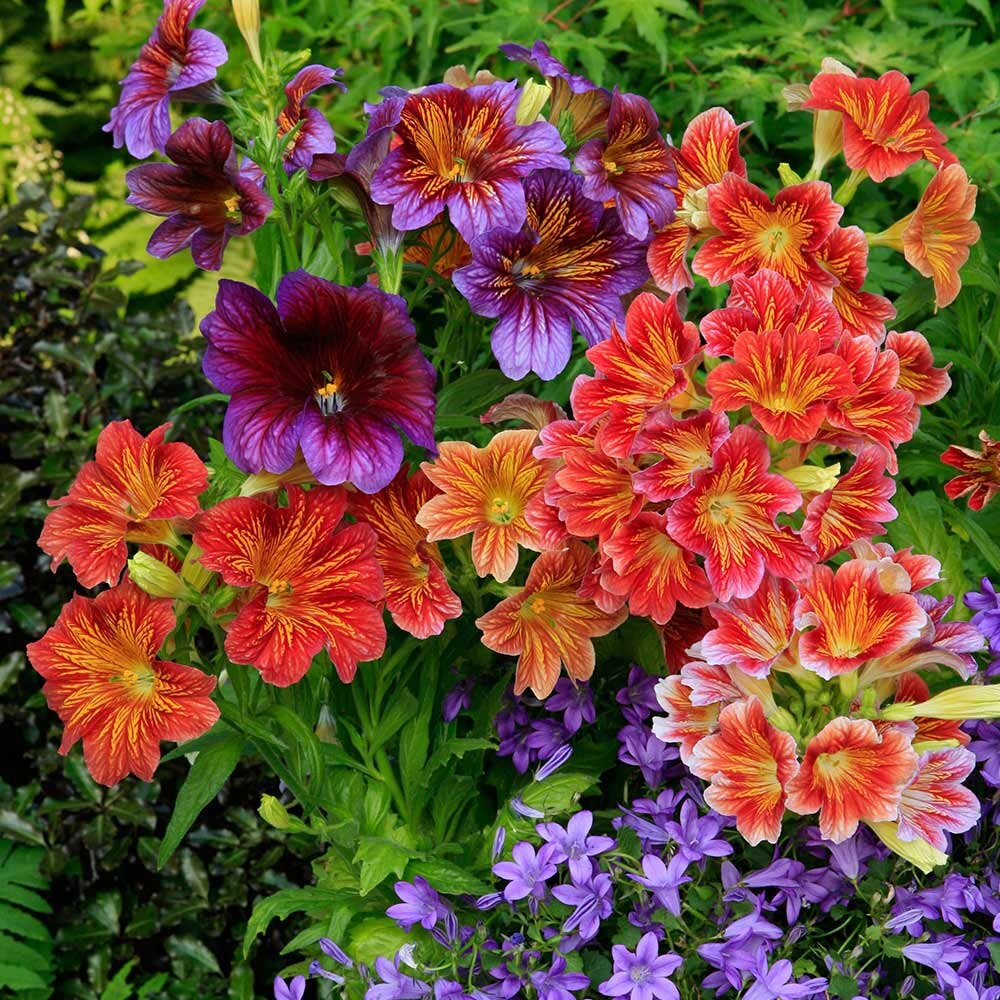 painted tongue flower seeds 100+ Painted Tongue Flower Mix Seeds- SALPIGLOSSIS SINUATA----B116 – asho8744
