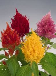 100+ Mixed Celosia Plumosa Seeds- Plumosa Argentia- Feathered Amaranth--Divine Brilliance!-B008