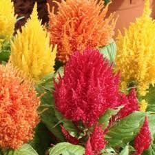 100+ Mixed Celosia Plumosa Seeds- Plumosa Argentia- Feathered Amaranth--Divine Brilliance!-B008