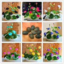 6 Mixed Lotus Seeds -Hydroponic Mix Aquatic Plant Flower seeds--Pot Water Lily Seeds-----B043