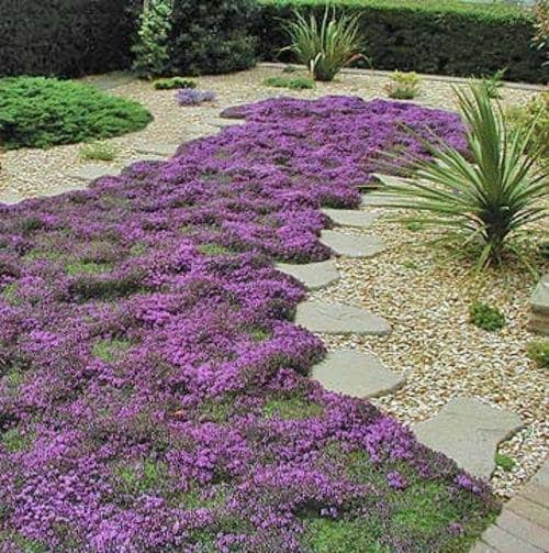 1000+ Creeping Thyme Seeds- Ground Cover Seeds-THYMUS SERPYLLUM- Magic Carpet- low maintenance drought resistant--B196