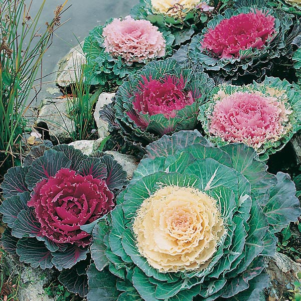 50+ Flowering Ornamental Kale  Seeds-Brassica Oleracea- Excellent Ornamental Cold hardy Annual-B442