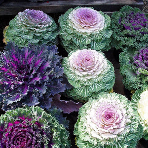 50+ Flowering Ornamental Kale  Seeds-Brassica Oleracea- Excellent Ornamental Cold hardy Annual-B442