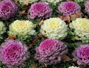 50+ Flowering Ornamental Kale  Seeds-Brassica Oleracea- Excellent Ornamental Cold hardy Annual-B442